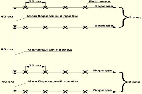 Следует оставлять расстояние между растениями не менее 20-25 см